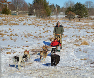 Image Result For Outdoor Dog Kennel