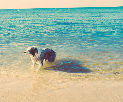 Image Result For Large Outdoor Dog