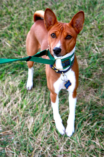 Image Result For Basenjis