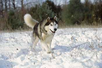 Image Result For Outdoor Dog Runs