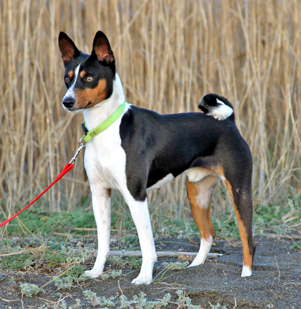 Image Result For Basenjis