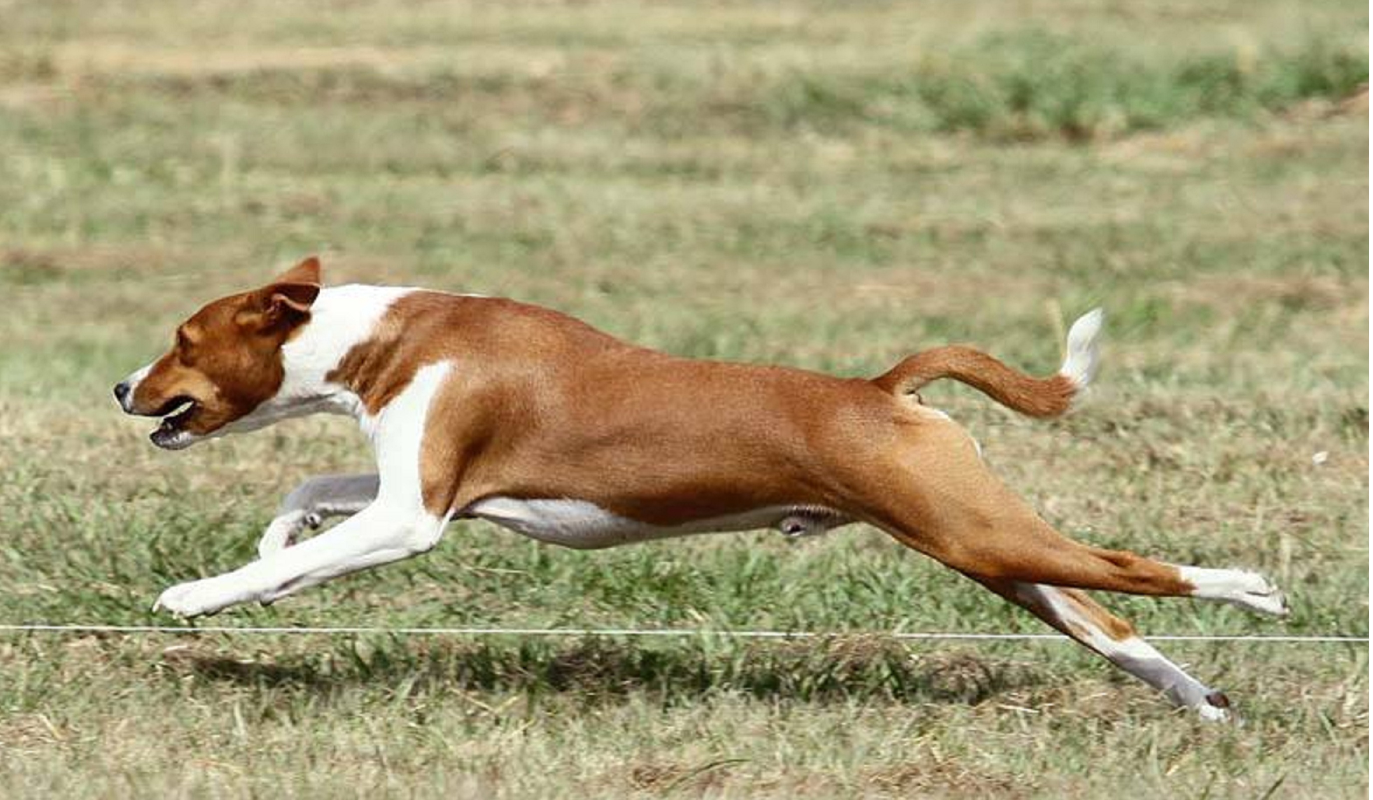 Image Result For Basenjis